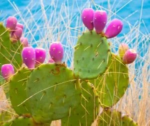 Prickly_Pear_Collection_480x480