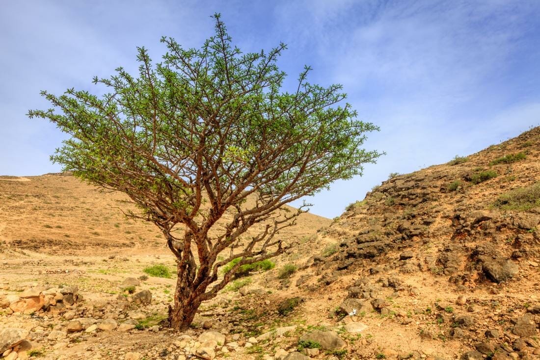 frankincense-boswellia-tree